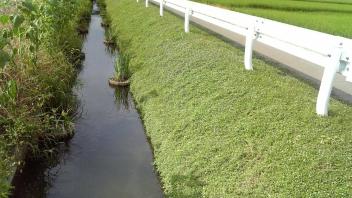 Water Canal Planting