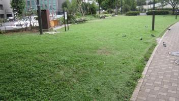 Park Planting
