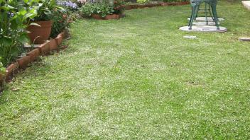 Yard Planting