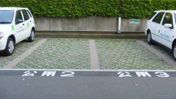 Parking Lot Plantings