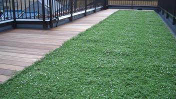 Roof Planting