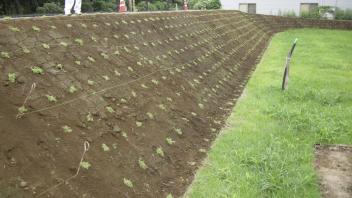 Slope Planting