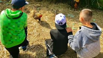 2017 - Chickens