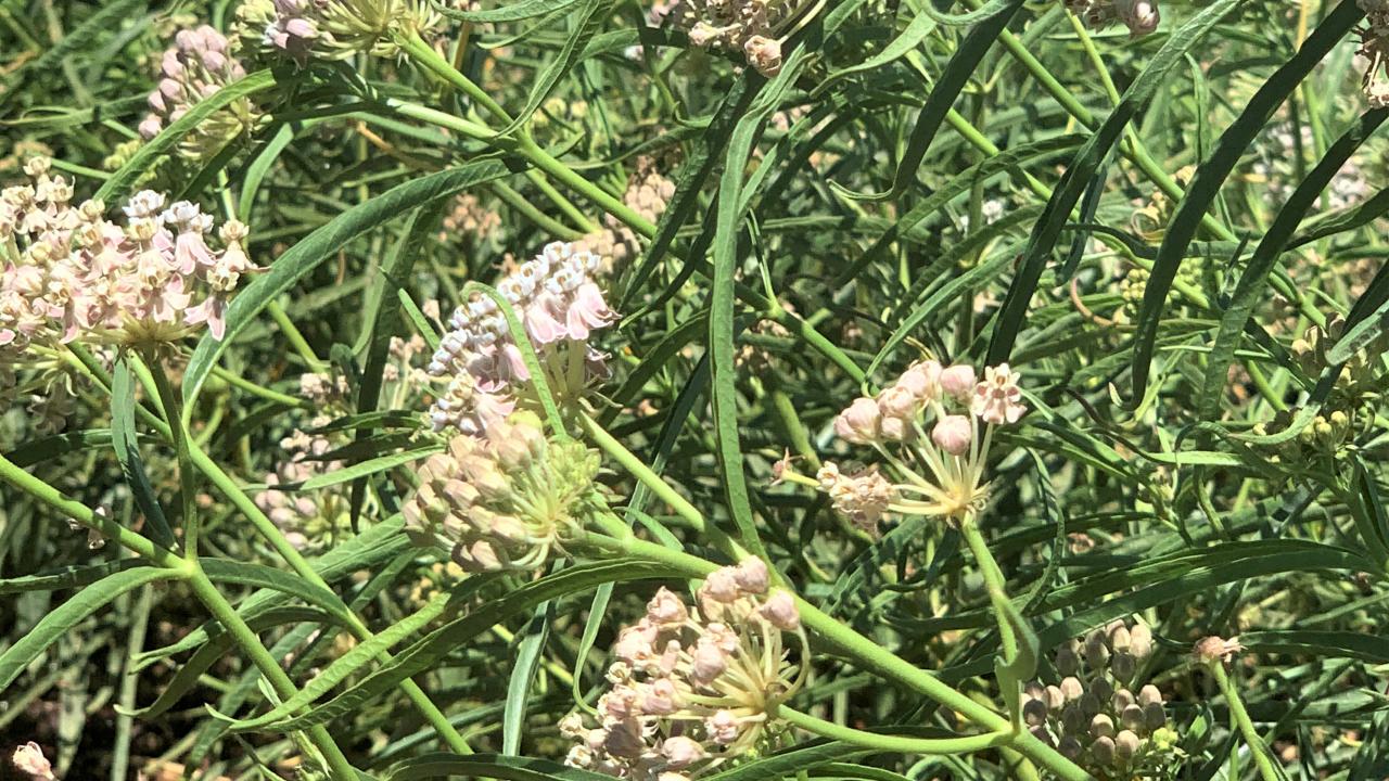 narrow leaf milkweed