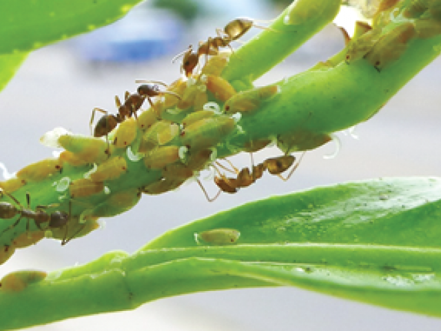 Ants