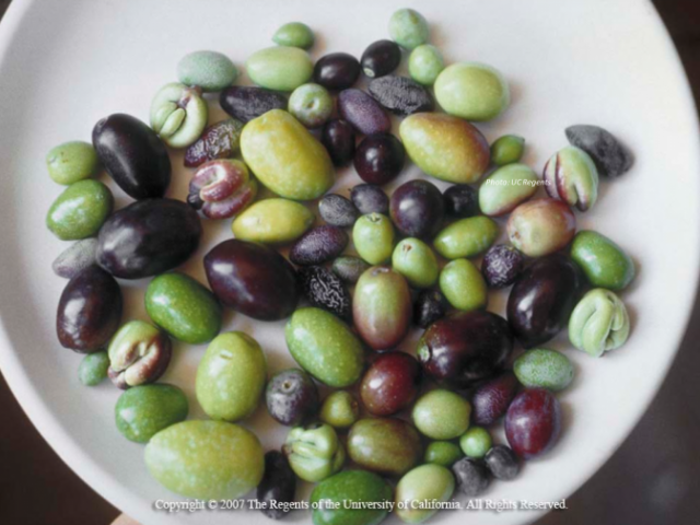 Olives