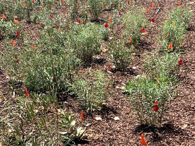 Juvenile milkweed plants in the Butterfly Study Garden: Summer 2020