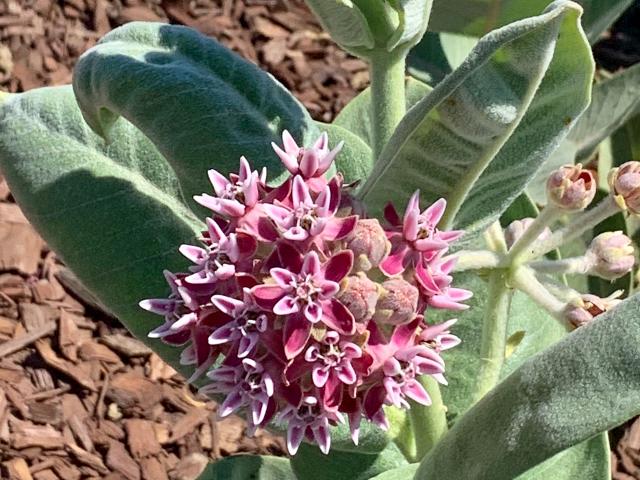 An inflorescence of showy milkweed blossoms blooms on a plant during the summertime