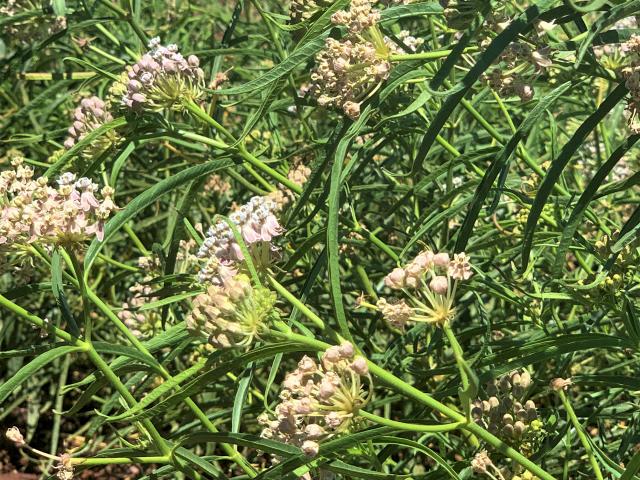 A close up view of NarrowLeaf Milkweed leaves and inflorescences