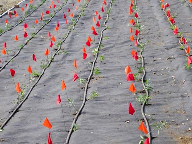 Young milkweed plants grow in neatly flagged lines