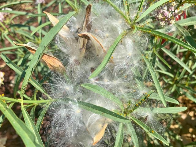 Narrow leaf milkweed seed pods that have opened and are spilling silky milkweed "coma"