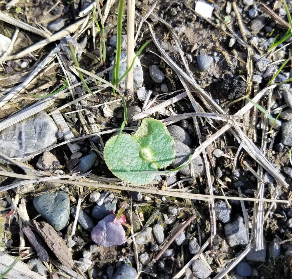 The fat green cotyledons of a lupine seedling push up through the debris