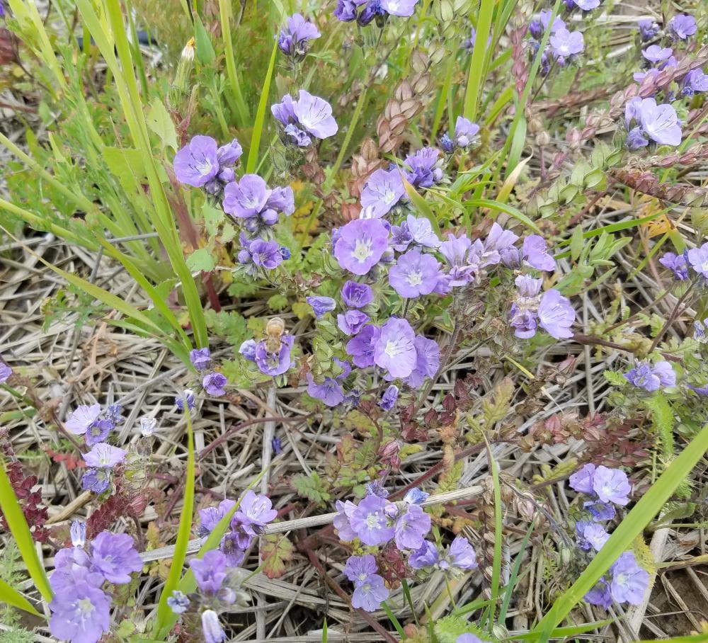 Light purple flowers bloom on a ground cover plant in Hedgerow I