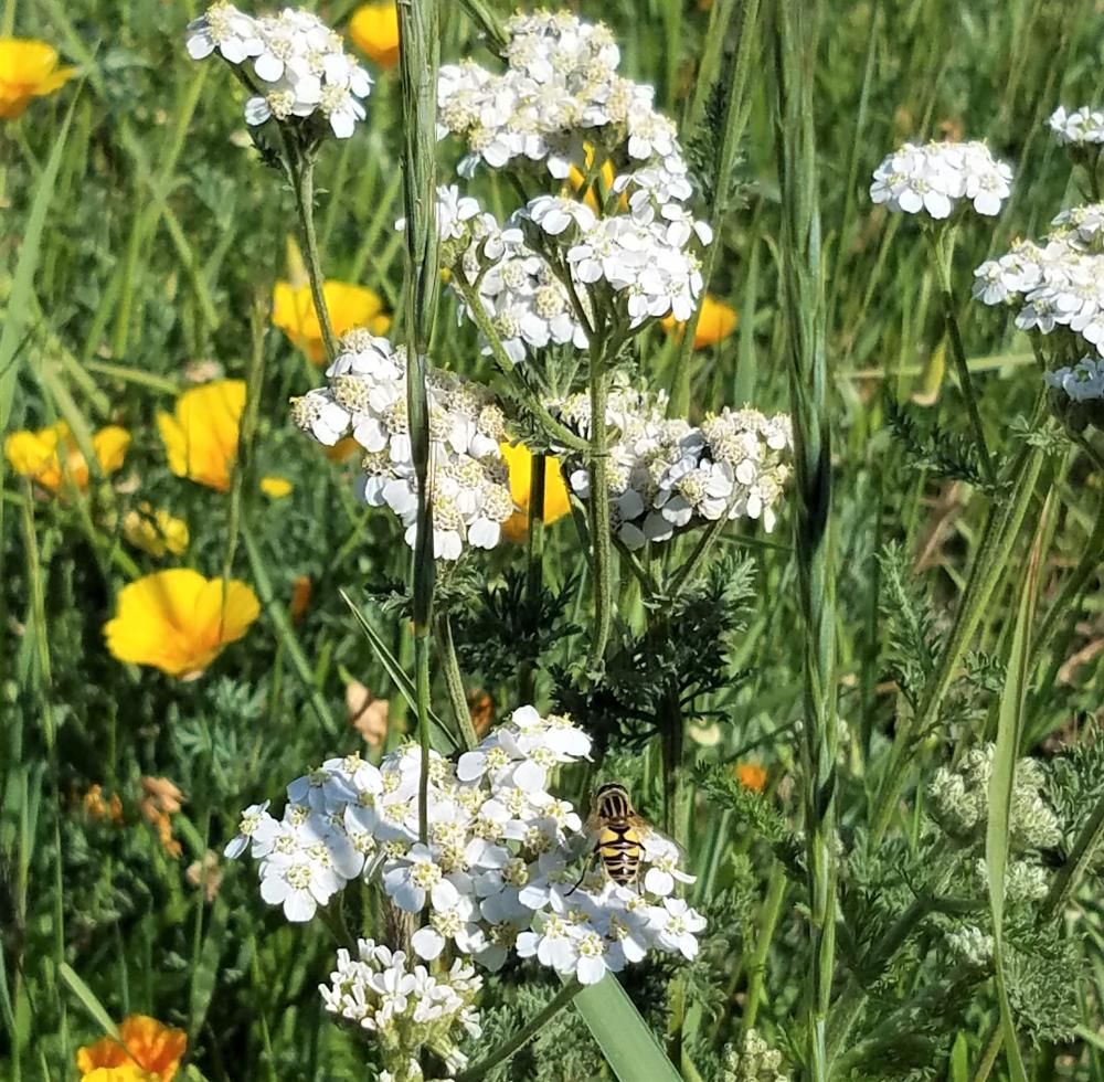 A honey bee alights on a white yarrow flower