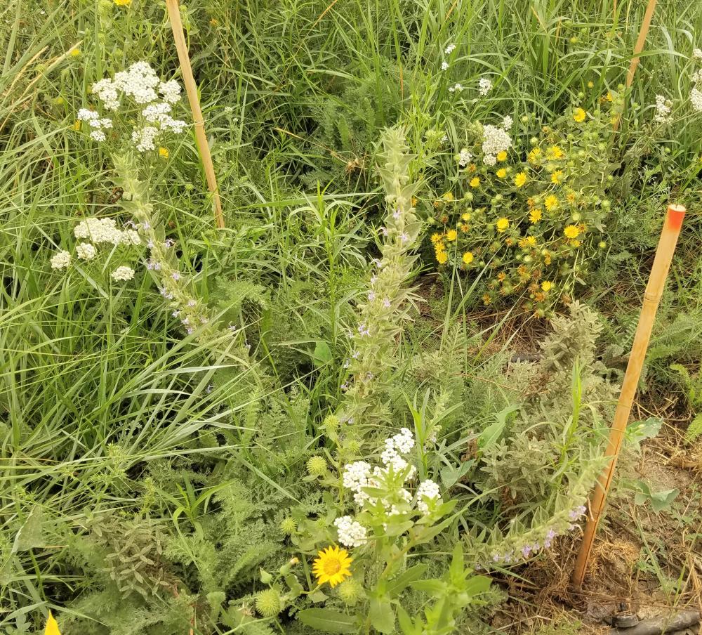 A downward view shows a plethora of fully grown native plants and flowers in hedgerow I