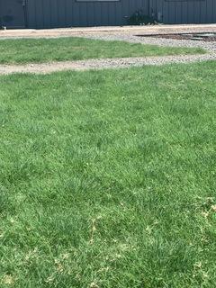 UC Verde Buffalo Grass at 10 weeks growth.