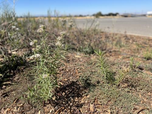 SSIII narrowleaf milkweed