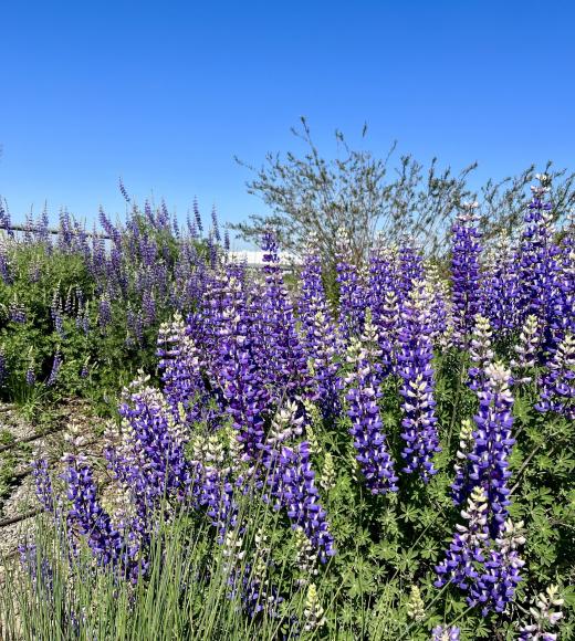 lupine