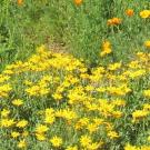 poppies and asters