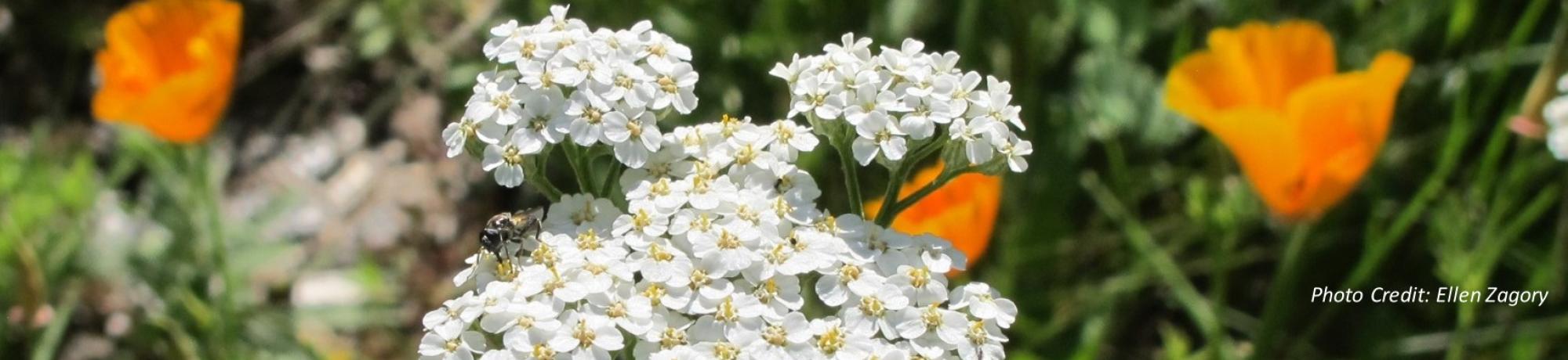 Achillea with poppy