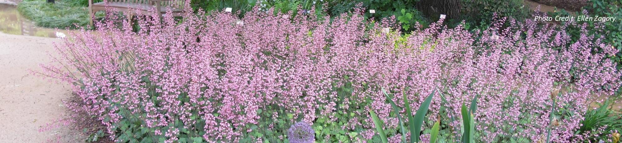 Heuchera Rosada