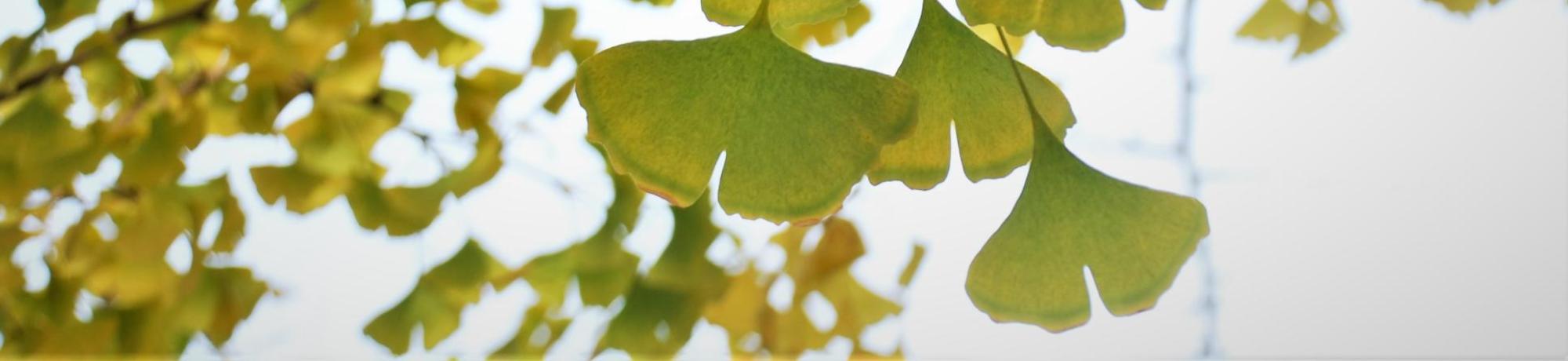 Gingko