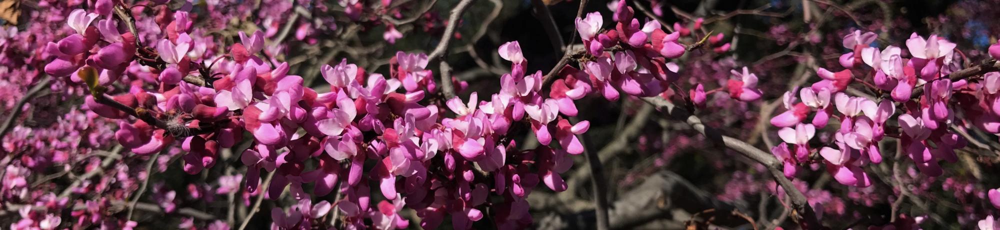 western redbud in bloom