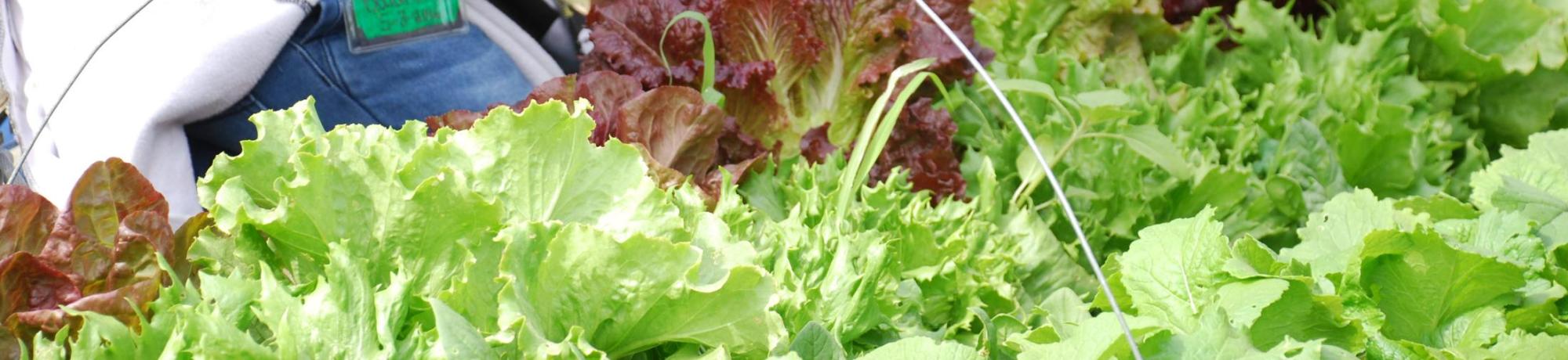 lettuce