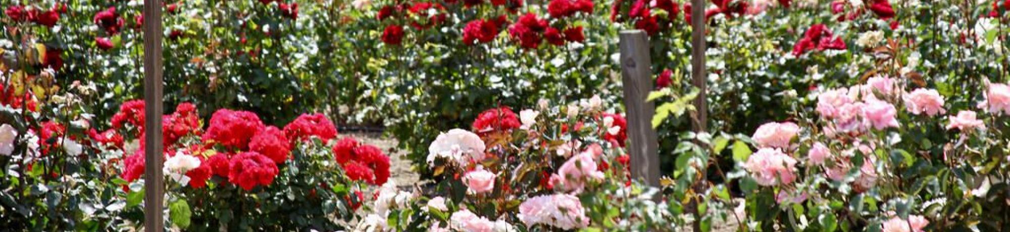 10th annual rose day