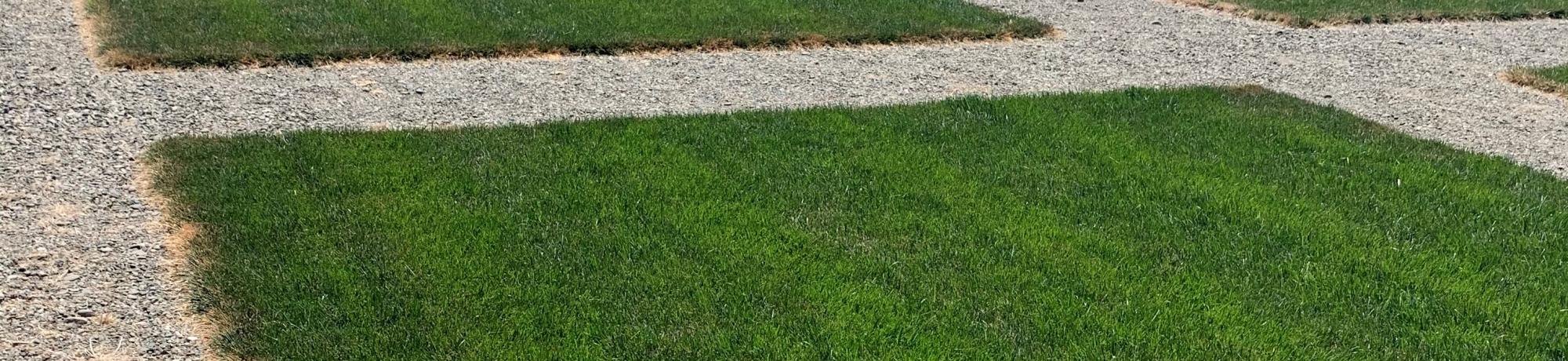 SmartLawn cool season plots