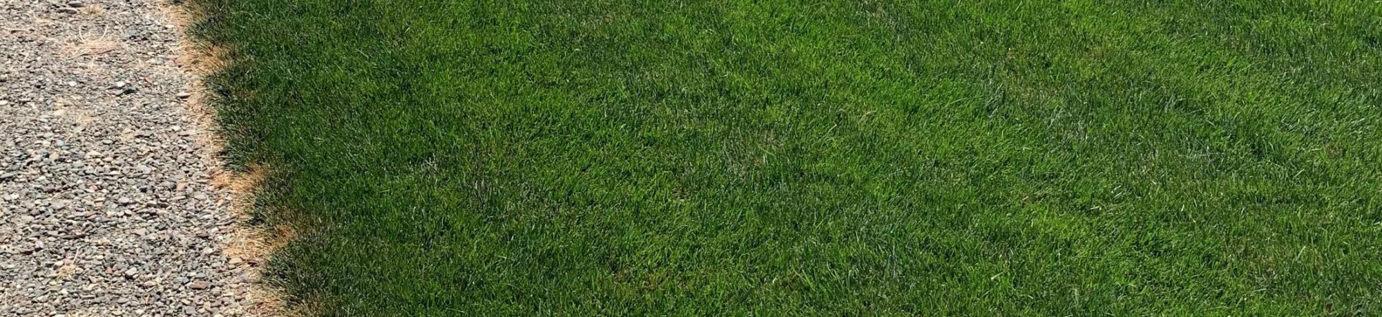 SmartLawn cool season plots