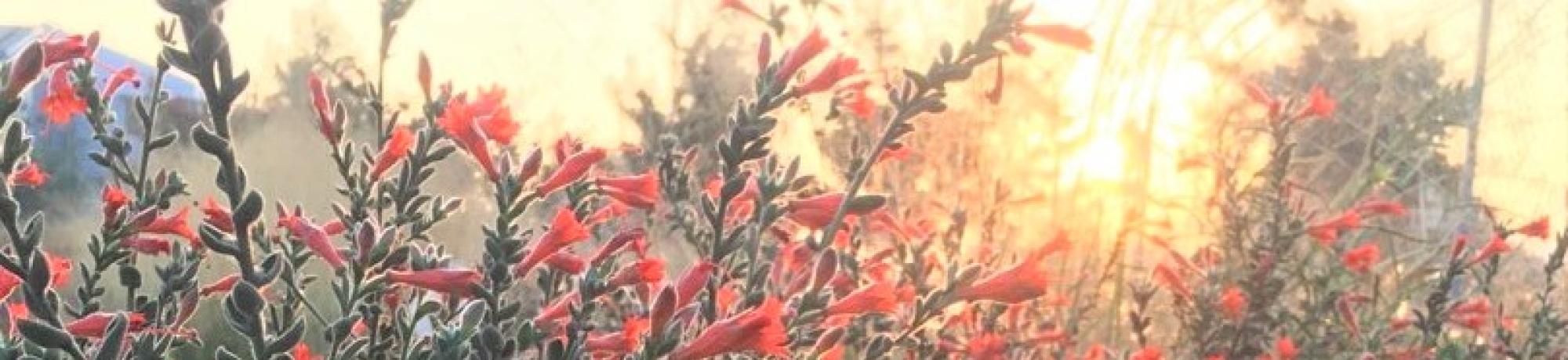 red fuchsia 