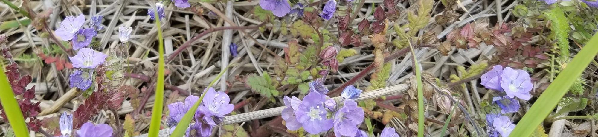 Light purple flowers bloom on a ground cover plant in Hedgerow I