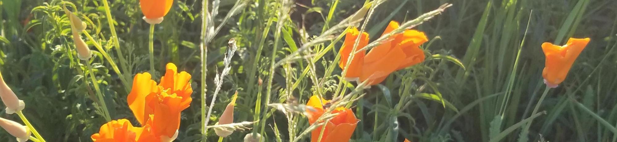 Rays of morning sun filter across a bunch of opening orange poppies