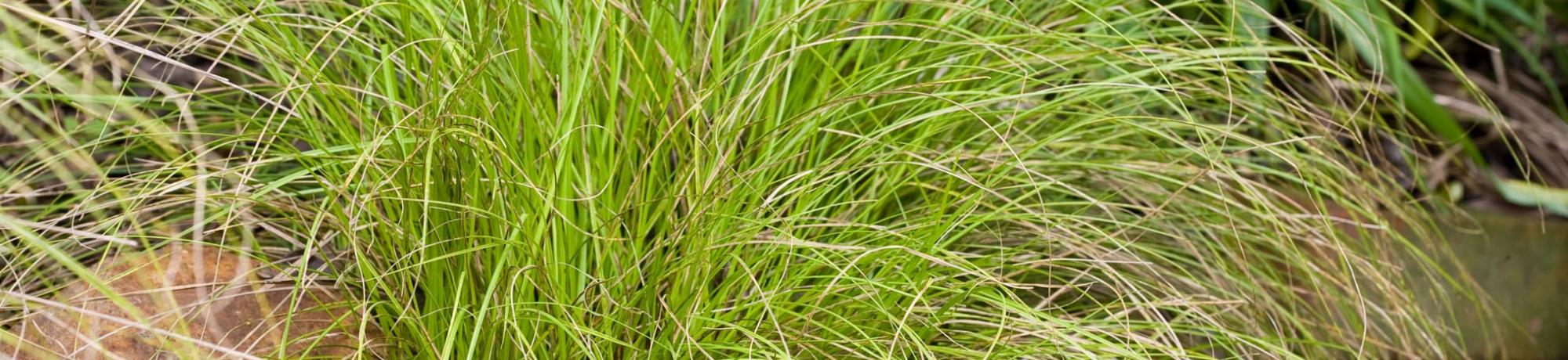 Berkeley Sedge Grass