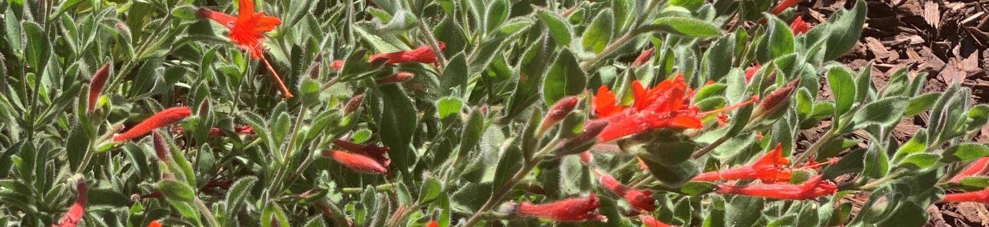 Epilobium canum ssp. 'Canum'