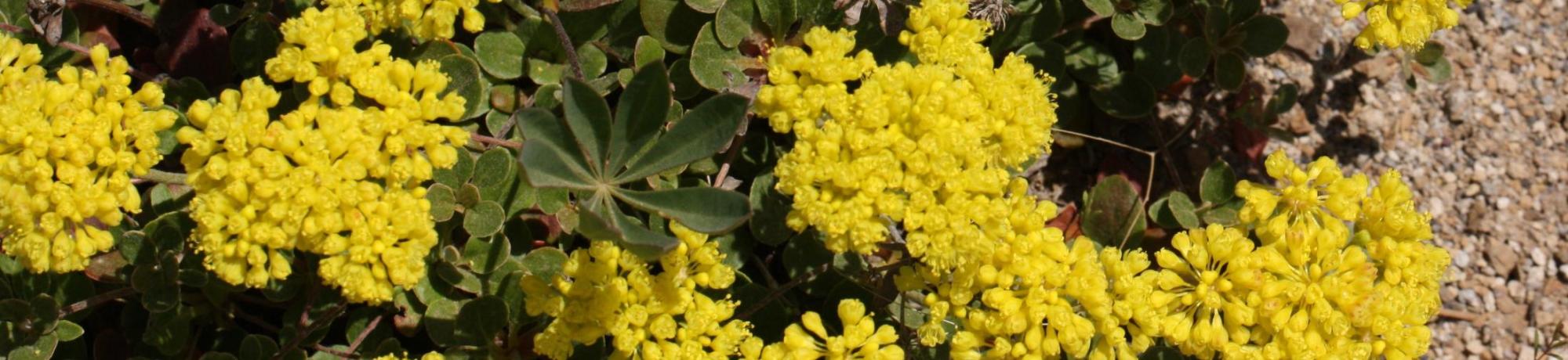 Sulfer Flower Buckwheat