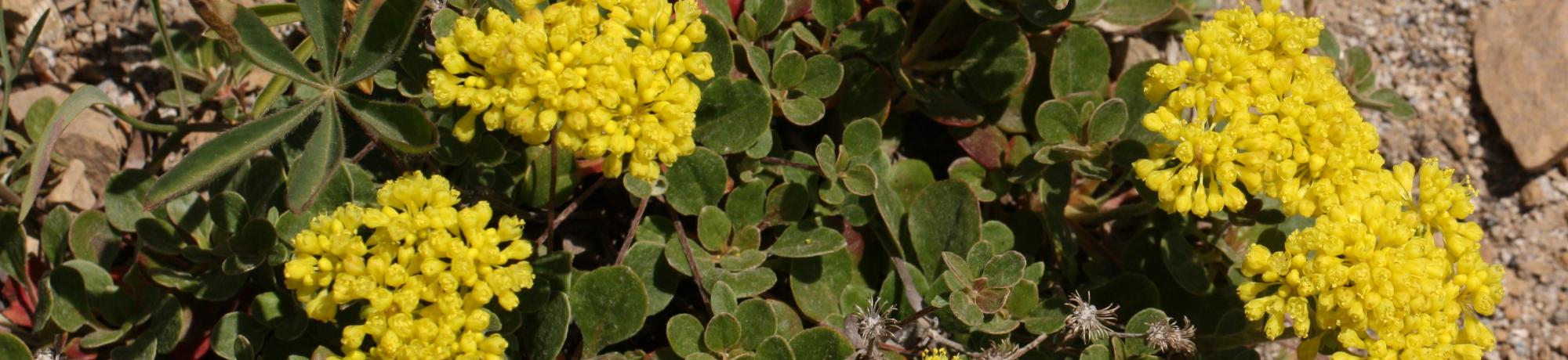 Sulfer Flower Buckwheat