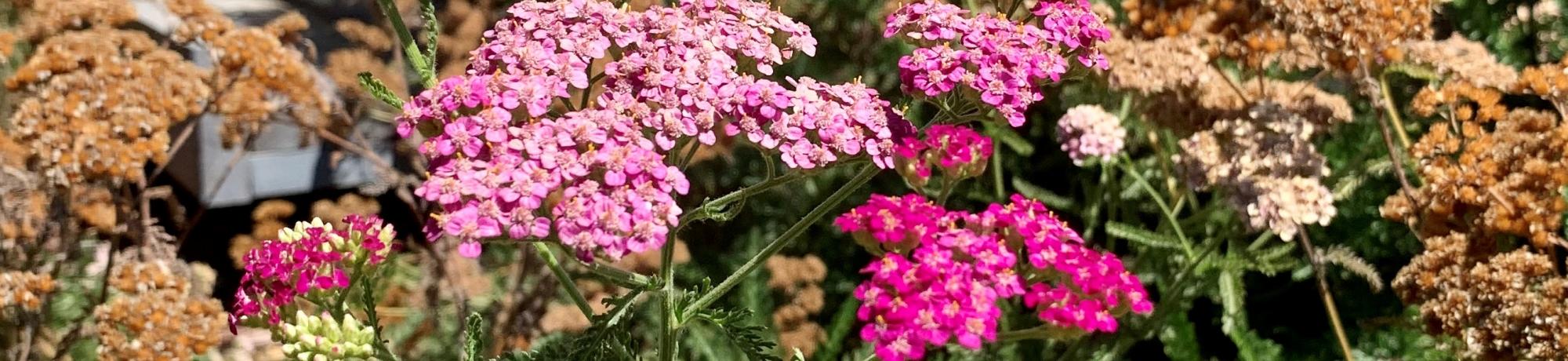 pink yarrow in SmartScape I