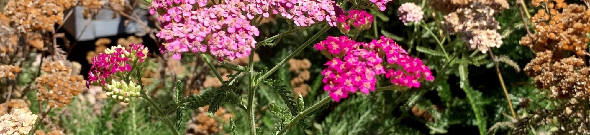 pink yarrow in SmartScape I