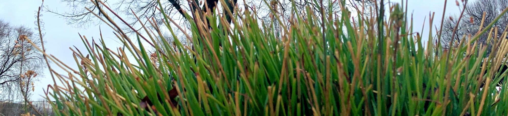 Orange Stalked Bulbine in SmartScape I 