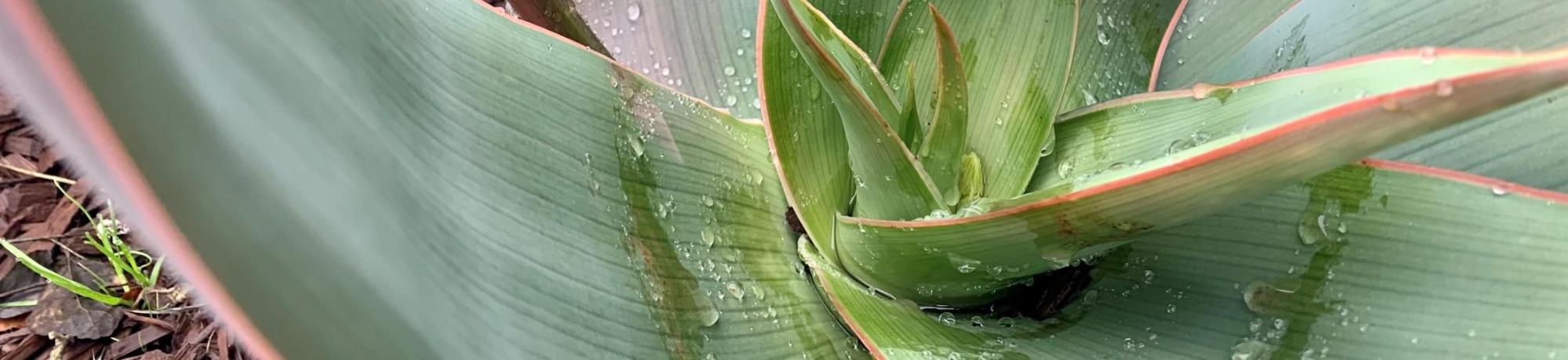 A close up view of a coral Aloe 