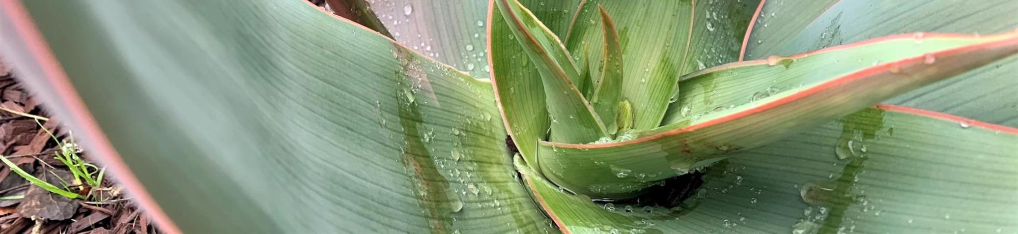 Coral Aloe in SmartScape I