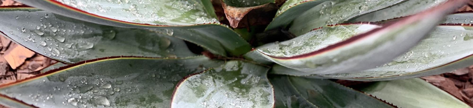 Close up of a Blue Agave plant