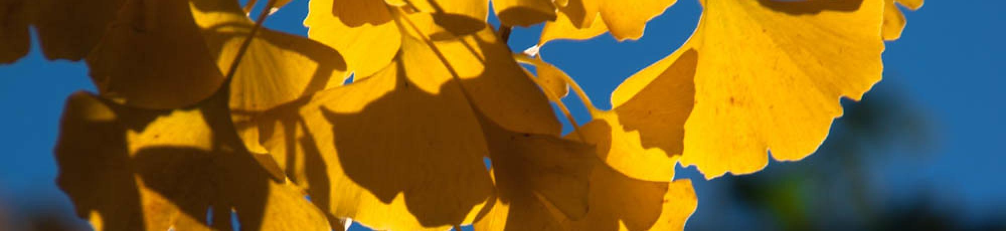 golden yellow ginko leaves against a deep blue sky