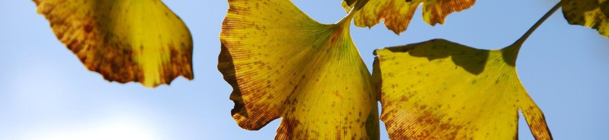 fall ginko leaves against a blue cloudy sky
