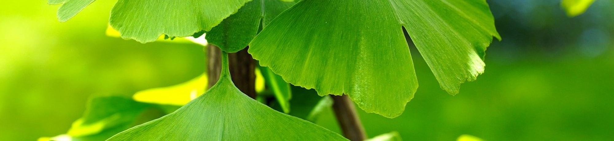 spring green ginko leaves