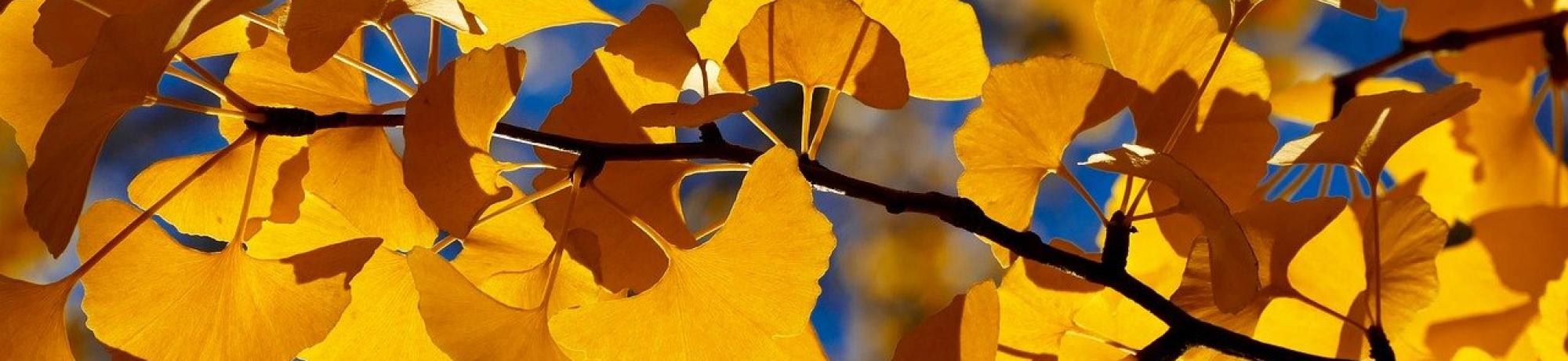 A branch of deep golden hued ginko leaves is focused against a deep blue sky