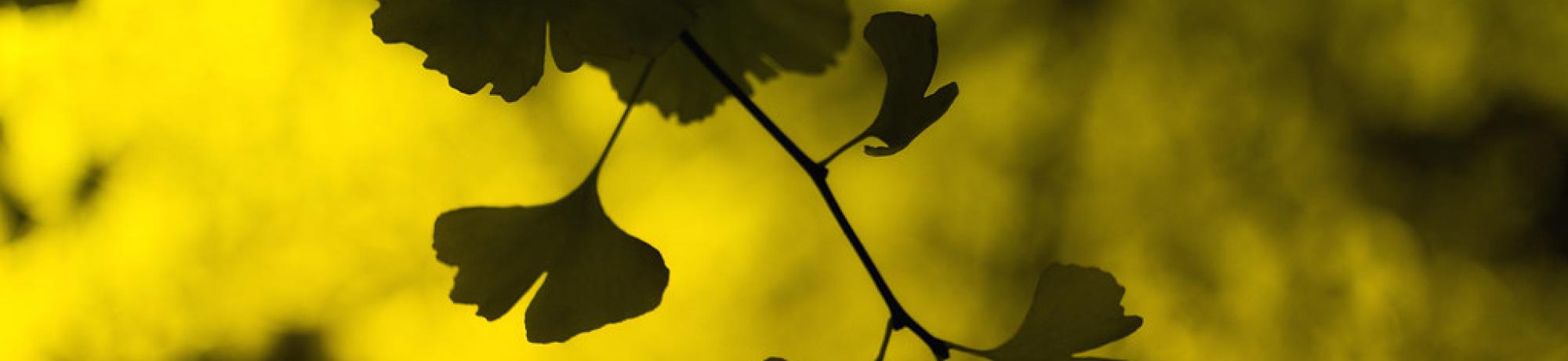 A shadowy ginko branch against a light golden backdrop of fall foliage