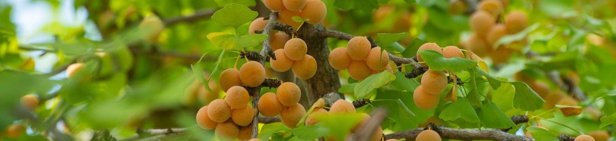 A heavily laden branch of ginko fruit nested in vibrant spring green leaves